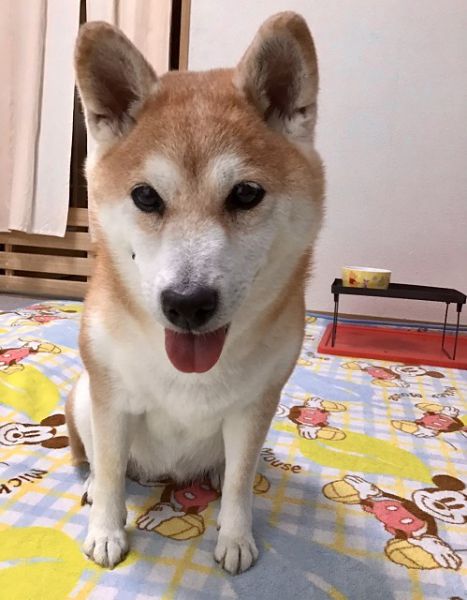 2021年9月12日 掲載 ■募集番号 21-D6 ■犬種 柴犬 ■性別 メス(避妊済) ■年齢 14歳 ■体重 11.4㎏ ■ノミダニ駆除 済 ■ワクチン接種 済 6種 ■フィラリア 予防中 家庭の事情で飼いつづける事が出来なくなりました。高齢犬ですが、元気に散歩もしています。大人しく、無駄吠えもありません。この子の余生を見守ってくださる方、家族に迎えてください。 ■連絡先 阿部 電話 080-3528-7538 (仕事の都合により平日は夕方6時~夜9時にお願いします)