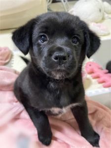 2023年5月31日予約2023年4月25日掲載■募集番号　22-P24■犬種	雑種				■性別	メス■年齢	2カ月(23.2.24産まれ)			■体重	4.4㎏（成犬時30kg位の可能性あり）						■ワクチン接種	4月22日第１回6種接種22-P22.23と兄妹です。天真爛漫、お転婆さんです。自己主張が激しく、ツンデレさん。構ってほしくてそばに来ますが、構うと逃げようとします。いたずらっ子のため、いろいろ工夫が必要です。体重は父親がラブラドールの為、推定です。大型になる可能性があります。単頭飼育をお願い致します。生涯室内飼いをお願いたします。玄関等ではなく、ご家族の皆様と一緒に過ごせる環境でお願いいたします。		まだ食事回数は3回、子犬用ドライフードを食べています。子犬のうちは、留守番の少ないご家庭、お昼を食べさせられる環境のご家庭でお願いいたします。						■連絡先	阿部　電話 080-3528-7538                                                              (仕事の都合により平日は夕方6時〜夜９時にお願いします）