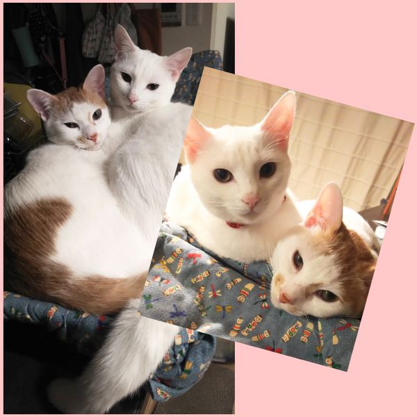 ナッツとココ（秋田市）2匹がきて7ヶ月が過ぎました。大きくなった今も仲良しです。やんちゃな愛されキャラの茶白ナッツと、ツンデレな白猫のココです。これからも大切に育てていきます。