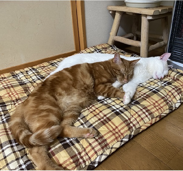 せんべい（秋田市）先住猫とも仲良くなり元気に暮らしています！