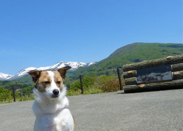 ひな（山形県）やっと番犬ではなく家の愛玩犬になりつつあります過激に遊んでもらってます