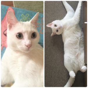 チロル（秋田市）チロル貰われて来て一年経ちました。 とっても可愛い白猫に育っています。 家族の癒しになっています。