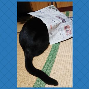 クーイタズラ猫クーの前では新聞もゆっくり見られません。この通りおもちゃにし後に破ります。これでも許せるという事は完全に猫好きになっている証拠ですね！今ではNo cat No lifeです