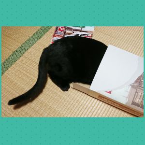 クー段ボールのみならずとにかく箱が大好きな黒猫 クーです(笑) 散らかすのも得意です