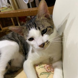 てん（秋田市）先輩猫2匹にも移って大変だった皮膚病もお陰様で半月以上掛かってやっと治り、元気に１歳を迎えました。2020年9月29日にマイクロチップを入れ、2021年1月26日に去勢手術を受けました。