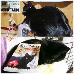 クー黒猫の魅力にハマってしまいこういう本まで買ってしまいました。猫は全般的に大好きですが黒猫が特に好きです。うちの黒猫はと言うと変わらずストーブの上で暖を取る毎日です。