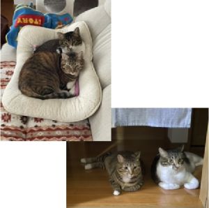 ちゃこ（由利本荘市）我が家の家族になってから２年が経ちました。先輩猫とも仲良くして元気にしております。