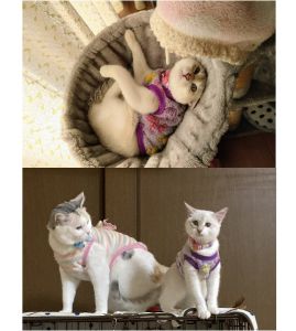 めい（秋田市）我が家に来て2ヶ月が経ちました。先住猫のヴェルとも今では仲良く遊んでいます。たまにしつこくて猫パンチされたりしてますが、めいは全く動じません。家族の人気者が増え賑やかになりました。