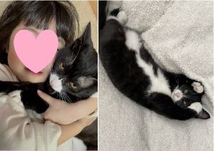 ネロ（秋田市）子猫が我が家に来て、4ヶ月がたちました。家族で相談し、｢ネロ｣と名付けました。毎日、よく遊び、よく食べ、よく寝て、すくすく育っております。割と体が大きめだったので、獣医さんとも相談し3月の後半に去勢手術も無事に終えることが出来ました。ゴミ箱をイタズラしたり、目を離した隙に私たちの食事をペロペロしたり、三女のぬいぐるみを咥えて走ったりと大変な事も沢山ありますが、それ以上にネロの可愛さに家族全員癒されております。5歳になる三女とも、三女が少ししつこかったりすると、ネロが多少嫌そうにすることはありますが、三女のことを追いかけたり、軽く襲いかかったりしながら仲良く過ごしています。長女と次女にとっては、小さい頃から思い続けてきた念願の猫との生活なので毎日、ネロとの生活を楽しんでいます。今は猫の人生も15～20年、私にとって四人目の子供と思い大切に大切に育てていきたいと思います。素敵な縁を結んで頂き、本当にありがとうございました。