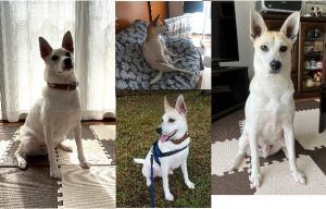 マロン（秋田市）保護犬の「マロン」を引き取ってから一年になります。１歳を過ぎて早3か月、今年の暑さにも負けず、体重は14.5kg位を維持し、相変わらず元気いっぱいのマロンです🌰