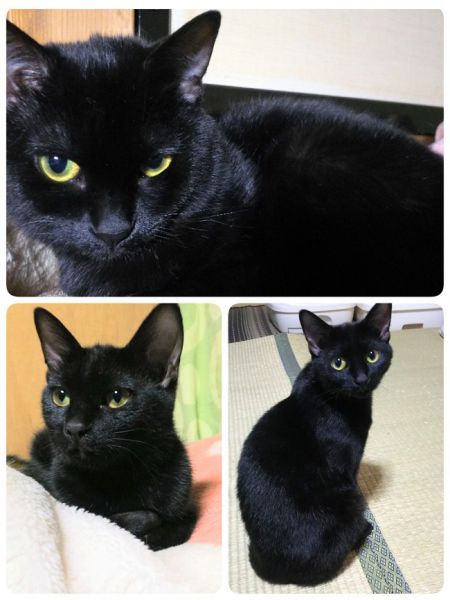 2019年4月1日写真入替2018年7月7日掲載■名前：子猫　30-K122　仮名：お豆■性別：メス■年齢：9ケ月くらい■ノミダニ駆除済（薬品名：ブロードライン）■ワクチン接種　済■母猫の血液検査済(猫エイズ・白血病共に陰性)■避妊手術済秋田市で保護されています。小柄でおとなしい女の子です。カギ尻尾新しい環境に馴れるのには時間がかかります。お豆ちゃんのペースに合わせて、じっくり付き合って下さる方希望です。■連絡先：E・佐々木　電話　080-3489-7436（仕事の都合により平日は夕方6時半～夜9時までにお願いします）