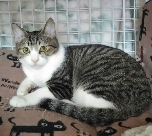 2019年12月5日掲載■名前：成猫　19-C49■性別：オス■年齢：6ヶ月くらい■ノミダニ駆除	済		■ワクチン接種	予定■避妊・去勢手術　予定八峰町で保護されています。性格いたずらっ子、何にでも興味津々ちょっとこわがりな男の子19-C45.C48.C49は兄妹です■連絡先：E・佐々木　電話　080-3489-7436（仕事の都合により平日は夕方6時半～夜9時までにお願いします）