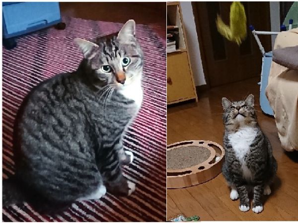 2021年2月23日更新2019年12月11日写真更新2019年9月5日写真更新2019年8月14日写真更新2019年7月17日更新2019年7月2日掲載	■名前：成猫 19-K108■仮名：レオ■性別：オス■年齢：1歳半くらい		■ノミダニ駆除	済	■ワクチン接種	済■去勢手術　済	■血液検査（猫エイズ・猫白血病ともに陰性）			由利本荘市で保護されています親兄弟と仲良く成長し、とても健康で元気な男子に成長しました遊ぶのが大好きですたくさん遊んであげて下さい！■連絡先:E・佐々木　電話　080-3489-7436（仕事の都合により平日は夕方6時半～夜9時までにお願いします）