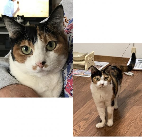 2020年12月14日掲載				■名前：成猫	20-C31■名前：ミケ		■性別：メス	■年齢：11歳くらい		■ノミダニ駆除	済				■ワクチン接種	済■避妊手術　　　済　■血液検査（猫白血病、猫エイズともに陰性）						■70歳以上の方・単身の方不可						秋田市で保護されています	活発で甘えん坊で人懐こいミケちゃんです慣れると抱っこも出来るし、一緒に布団の中で寝たりもします飼い主さんが病気闘病中のため、猫のお世話ができなくなってしまいました。家族が通って介護をしながら猫のお世話もしてますが、仕事もあり十分なお世話ができませんいっぱいいっぱいお世話してくれる方、いっぱいいっぱいかわいがってくれる新しい家族を探しています推定1歳未満で保護した当初からマラセチア菌による耳垢が出ますので、月1回の耳掃除は欠かせません											■連絡先：E・佐々木　電話　080-3489-7436（仕事の都合により平日は夕方6時半～夜9時までにお願いします）