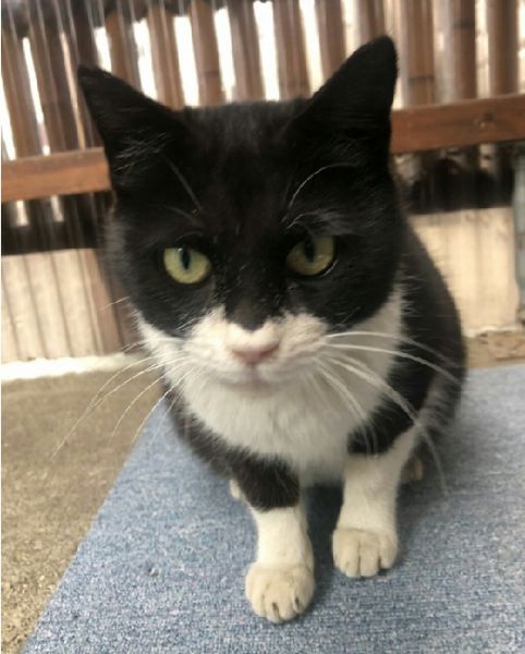 2021年6月28日更新2021年6月6日掲載			■名前：成猫	21-C19■仮名：みーちゃん■性別：メス	■年齢：確認中	■ノミダニ駆除	済			■ワクチン接種	済			■避妊・去勢手術 済			八峰町で保護されています。妊娠している時に保護しました。子猫は残念ながら亡くなってしまいました。只今、家の子修行中です！避妊手術しました。										■連絡先：E・佐々木　電話　080-3489-7436（仕事の都合により平日は夕方6時半～夜9時までにお願いします）