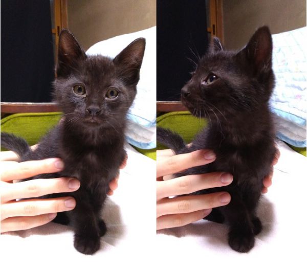 2021年7月14日掲載	■名前：子猫	21-K42■性別：メス■年齢：3ケ月くらい（4/21生）■ノミダニ駆除	済■ワクチン接種	済■血液検査（母猫が猫白血病、猫エイズともに陰性）	由利本荘市で保護されています					21-K41ととてもよく似た黒猫の女の子母猫の母乳で兄弟元気に成長中です！21-K13.14.15.29.41.42は兄弟です									■連絡先：E・佐々木　　電話　080-3489-7436（仕事の都合により平日は夕方6時半～夜9時までにお願いします）