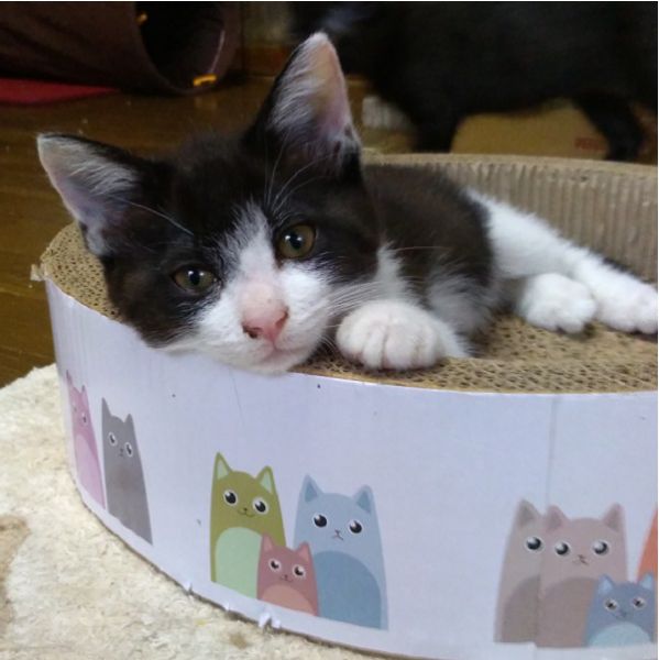 2021年11月1日更新2021年10月18日掲載■名前：成猫	21-C33■仮名：ななちゃん■性別：メス				■年齢：6か月くらい（4/15生）■ノミダニ駆除	済			■ワクチン接種	済			■避妊手術	済（10/31）			由利本荘市で保護されています	控えめながら活発なハチワレの女の子です兄弟で元気に成長しました！					C32～C35は兄弟です■連絡先：E・佐々木　　電話　080-3489-7436（仕事の都合により平日は夕方6時半～夜9時までにお願いします）
