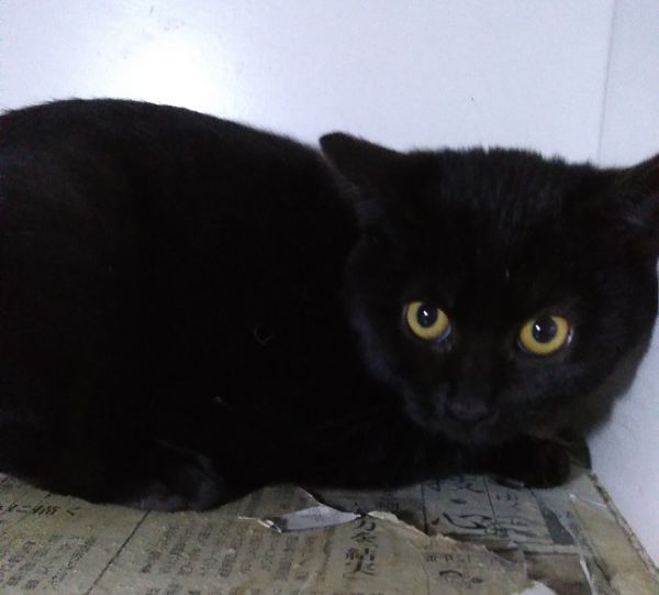 2021年12月6日掲載■名前:子猫 21-K150 ■性別:オス■年齢:3か月くらい ■ノミダニ駆除 済 ■ワクチン接種 済 ■血液検査 母猫が猫エイズ・猫白血病共に陰性 由利本荘市で保護されています元気な男の子でよく食べますシャーシャーしますが触れせてくれます人慣れ訓練中です!尻尾は真っすぐで短めK118・K119・K120と兄弟です■連絡先:E・佐々木 電話 080-3489-7436(仕事の都合により平日は夕方6時半~夜9時までにお願いします)