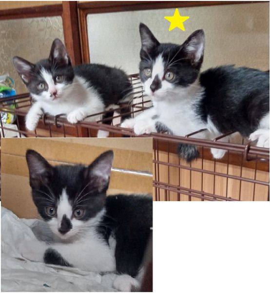 2022年6月27日更新2022年6月24日掲載■名前：子猫	22-Ｋ31■性別：メス■年齢：2か月くらい■ノミダニ駆除：済（薬品名：ブロードライン）三種町で保護されています活発で元気な女の子です22-Ｋ31.Ｋ32は姉妹です■連絡先：E・佐々木　　電話　080-3489-7436（仕事の都合により平日は夕方7時～夜9時までにお願いします）