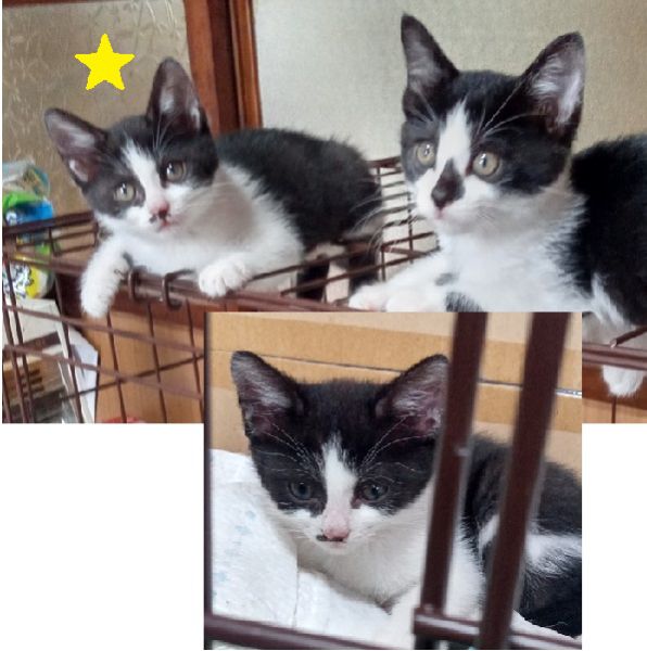 2022年6月27日更新2022年6月24日掲載■名前：子猫	22-Ｋ32	■性別：メス■年齢：2か月くらい■ノミダニ駆除：済（薬品名：ブロードライン）三種町で保護されています活発で元気な女の子です22-Ｋ31.Ｋ32は姉妹です■連絡先：E・佐々木　　電話　080-3489-7436（仕事の都合により平日は夕方7時～夜9時までにお願いします）