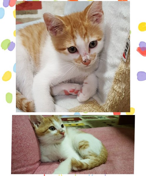 写真更新　6/272022年6月17日掲載				■名前	子猫	22-K27			■性別  オス				■年齢	2か月くらい			■寄生虫・ノミダニ駆除済■ワクチン接種未■血液検査未秋田市で保護されています野良猫さんを保護してくださいました大人しい性格の子カリカリご飯も上手に食べます兄弟と仲良く遊んでいます				■連絡先	佐藤　　電話　080-3490-5051　(仕事の都合により出られない場合がございます。必ず留守電にお名前・譲渡希望の猫の番号・電話が可能な時間帯を入れてください。)									