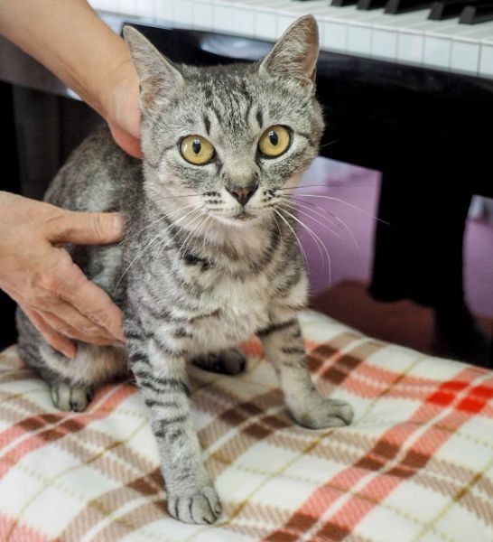 2023年2月9日更新2022年9月1日掲載■名前:成猫 22-C17■仮名:マミー ■性別:メス ■年齢:1~2才くらい ■ノミダニ駆除 済■ワクチン接種 済■避妊勢手術 済 ■血液検査:済(猫エイズ・猫白血病共に陰性)由利本荘市で保護されいています サバトラの女の子ですとても穏やかで人懐っこい子ですスリスリしてくる甘えん坊さんです22-K97・K98の母猫です■連絡先:E・佐々木 電話 080-3489-7436(仕事の都合により平日は夕方7時~夜9時までにお願いします)