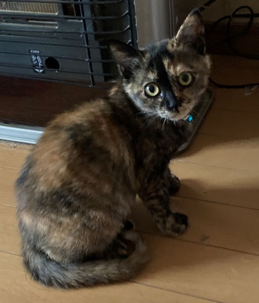 2024年1月14日掲載 ■名前 子猫 23-K155(仮名:チャチャ)■性別 メス ■年齢 3~4か月くらい ■ノミダニ・寄生虫駆除済■ワクチン接種済■血液検査済(猫エイズ・白血病陰性)秋田市で保護されています先住犬猫にも懐いています人にも慣れて爪切りもできます好奇心旺盛で探検が好きです ■連絡先 佐藤 電話 080-3490-5051 (仕事の都合により出られない場合がございます。必ず留守電にお名前・譲渡希望の猫の番号・電話が可能な時間帯を入れてください。)