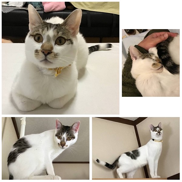 2025/3/9更新		■名前:成猫　23-K332■性別:オス■年齢:1歳くらい(推定：2023年4月17日生)■ノミダニ・寄生虫駆除済（薬品名：フロントラインスプレー・ドロンタール・ネクスガード）■ワクチン接種済(4種)■去勢手術済■血液検査済(猫エイズ・猫白血病共に陰性)(一定期間隔離環境に置いてから血液検査していますので猫エイズと猫白血病は陰性確定)人懐っこい男の子人のそばが好きで気付くといつも近くにいます人と寝るのが大好きお膝の上で寝るのも大好きです人と一緒に遊ぶのが好きひとり遊びもできます声をかけると可愛い声で応えてくれます長いまっすぐしっぽ留守中のケージにも慣れておりお留守番のあるご家庭でも大丈夫です他の猫とも仲良く出来ています■連絡先月～金曜　18：30～21：00土日祝　9：00～21：00※通話中の着信が表示されません　運転中・猫の受診中で出られない場合があります　着信順に折り返しお電話しますので　つながらない際はショートメールで　希望の猫の番号をご連絡いただけると助かります嵯峨　080-3489-9874
