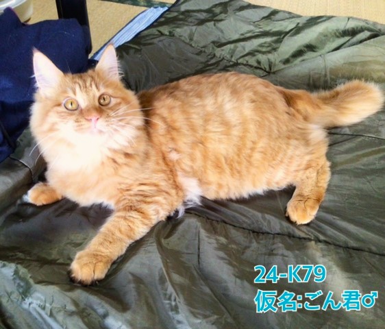 2025年2月10日更新2024年11月6日動画掲載2024年11月6日写真更新2024年8月17日掲載		■名前：子猫	24-K79■性別：オス	■年齢：８か月くらい	■ノミダニ駆除　　済	■寄生虫駆除　　　済	■ワクチン接種　　済■去勢手術　済	■血液検査　済（猫エイズ・猫白血病共に陰性）鹿角郡で保護されています		マイペース、おっとりさん兄弟に流されることなく、自分のペースがあります皆遊んでいても1人寝ていたり、兄弟寝ていても1人遊んだりしてます		24-K79.80.81は兄弟です		■連絡先：E・佐々木　　電話　080-3489-7436		（仕事の都合により平日は18時半～21時までにお願いします）