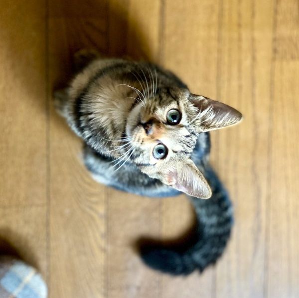2024年9月23日掲載 ■名前:子猫 24-K107■仮名:みーちゃん ■性別:メス ■年齢:6か月くらい(3/28生れ) ■ノミダニ駆除 済(薬品名:レボリューション) ■寄生虫駆除 済 ■ワクチン接種 済(3種混合) ■避妊・去勢 予定 ■血液検査 猫エイズ、猫白血病ともに陰性 とら柄の女の子 やんちゃでかまってちゃんです 24-K105.106.107は兄弟です ■連絡先:E・佐々木 電話 080-3489-7436 (仕事の都合により平日は18時半~21時までにお願いします)