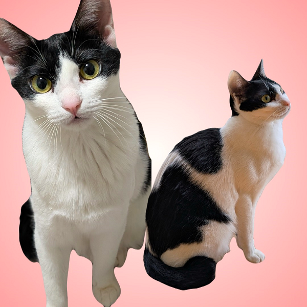 2025年3月15日写真等更新2024年10月31日掲載		■名前：子猫	24-K140■仮名：ナトル	■性別：メス	■年齢：11か月くらい（4/28生れ）	■ノミダニ駆除　　済（薬品名：ネクスガードキャットコンボ）	■寄生虫駆除　　　済	■ワクチン接種　　済（3種混合）2回目	■避妊手術　　済■血液検査　　母猫が猫エイズ・猫白血病陰性秋田市で保護されています		白黒のぶち模様のハチワレで鍵しっぽちゃんです！		ご飯がなによりも大好きで、ちゃんと閉まって置かないと取り出して勝手に食べてる悪戯っ子ですが誰よりもビビリで、大きい音が大っ嫌いです名前を呼ぶと可愛く返事をしてくれます犬と共に生活しているので、犬が居るお家でも大丈夫です！24-K139.140.141.142は姉妹です		■連絡先：E・佐々木　　電話　080-3489-7436		（仕事の都合により平日は18時半～21時までにお願いします）