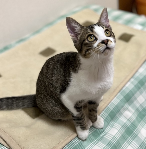2025年2月22日更新2024年12月12日写真等更新2024年11月4日掲載			■名前：子猫	24-K143■仮名：ちび	■性別：オス	■年齢：６か月くらい	■ノミダニ駆除　　済	■寄生虫駆除　　　済	■ワクチン接種　　済（3種混合）2回目■去勢手術　　済■血液検査（猫エイズ陰性・猫白血病擬陽性）再検査予定秋田市で保護されています去勢手術済ませました！よく遊びよく食べるやんちゃな男の子！おもちゃ大好き。一人遊びも得意です。イケメンになりそうです。まだまだやんちゃなので、１０歳の先住猫（超ビビり）のストレスになるため、２階の部屋で1人で過ごしています。家族と一緒にのびのびと暮らせるお家にもらわれてほしいです！				■連絡先：E・佐々木　　電話　080-3489-7436		（仕事の都合により平日は18時半～21時までにお願いします）
