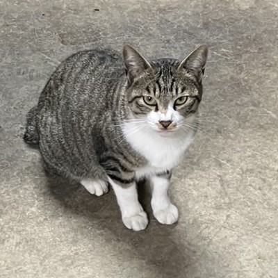 2024/12/7更新		■名前:成猫　24-C30　(仮名：モモ)■性別:オス■年齢:１歳半くらい　(2023年春生まれ)■ノミダニ・寄生虫駆除済■ワクチン接種済(３種)■去勢手術済■血液検査済(猫エイズ・猫白血病共に陰性)秋田市で保護されています人懐っこい男の子人にくっついてあるきます抱っこ大好き■連絡先・受付時間嵯峨　080-3489-9874月～金曜日　18：30～21：00土～日曜・祝日　9：00～21：00※通話中の着信履歴が表示されません　ショートメールの通知が鳴らないことが多いため　つながらない時はしばらくしてからおかけ直しをお願いいたします