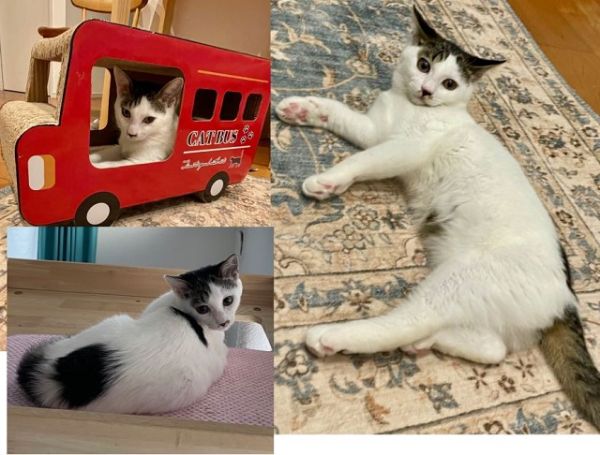 予約になりました　4/202025/1/2更新		■名前:子猫　24-K409■性別:メス■年齢:5ヵ月くらい　(推定7/7生まれ)■ノミダニ・寄生虫駆除済(フロントラインスプレー・ドロンタール・ネクスガードキャットコンボ済)■ワクチン接種済(３種２回)■血液検査済(猫エイズ・猫白血病共に陰性)■避妊手術済避妊手術しました甘えん坊でスリスリしてきますおしゃべりもします寝る時も人にくっついて寝ますボール遊びが好き先輩猫とも仲良しケージでお留守番もできます■連絡先・受付時間(両名受付可能)🐈大嶋　070-3390-3998　(9：00～21：00)※留守番電話に切り替わった際はお名前・ご用件・希望の猫の番号等を残していただけると助かります🐈嵯峨　080-3489-9874　(月～金曜　18：30～21：00　土日・祝日　9：00～21：00)※通話中の着信履歴が表示されません　ショートメールの通知が鳴らないことが多いため　つながらない時はしばらくしてからおかけ直しをお願いいたします
