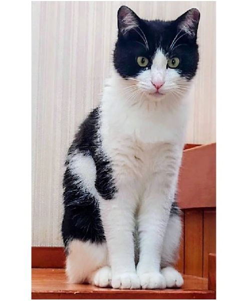 2025/4/30写真等更新2025年2月22日掲載			■名前：子猫	24-Ｋ213■仮名：シロ	■性別：オス	■年齢：７か月くらい	■ノミダニ駆除　済	■寄生虫駆除	済	■ワクチン接種	済（２回目）■去勢手術　　予定■血液検査　猫エイズ・猫白血病共に陰性	能代市で保護されています				やんちゃで好奇心旺盛。人懐こくて甘えん坊さんです。		尻尾の先が白くて可愛いです。				母親の母乳で兄弟元気に成長しました		24-Ｋ213.214は兄弟です				■連絡先：E・佐々木　　電話　080-3489-7436		（仕事の都合により平日は18時半～21時までにお願いします）