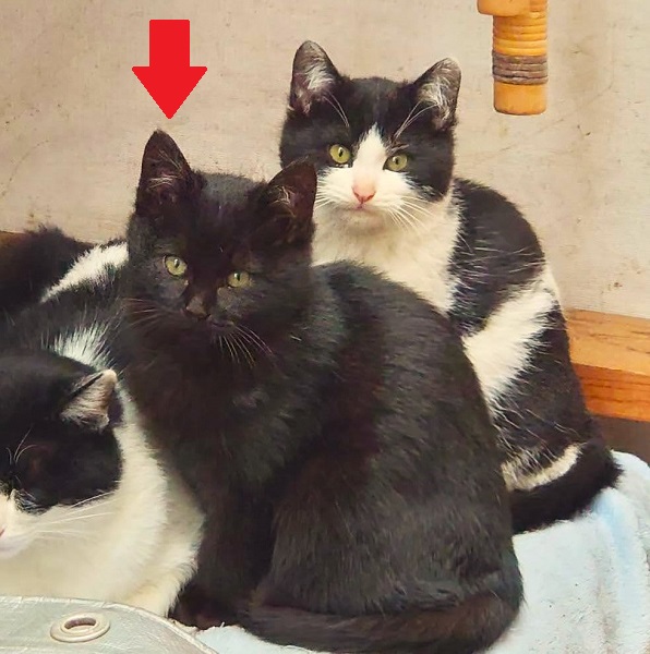 2025年2月22日掲載			■名前：子猫	24-Ｋ214■仮名：ジジ	■性別：オス	■年齢：4～5か月くらい	■ノミダニ駆除	予定	■寄生虫駆除	予定	■ワクチン接種	予定	能代市で保護されています				やんちゃで好奇心旺盛。人懐こくて甘えん坊さんです。		鍵尻尾です。				母親の母乳で兄弟元気に成長しました		24-Ｋ213.214は兄弟です				■連絡先：E・佐々木　　電話　080-3489-7436		（仕事の都合により平日は18時半～21時までにお願いします）
