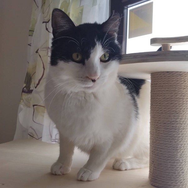 2025/3/1更新2025/1/17動画掲載		■名前:成猫　24-C15■性別:メス■年齢:1～2歳くらい■ノミダニ・寄生虫駆除済(ネクスガードキャットコンボ済)■避妊手術済■ワクチン接種済(4種2回)■血液検査済(猫エイズ・猫白血病共に陰性)人懐っこい甘えん坊こてんとお腹を出してなでなでを催促します人と目が合うと頭をかしげてすり寄ってきます近くのものに頭ごっつんしてアピールしますお膝の上が大好き自分からお膝に来て、抱っこされて寝ますキリリとした目の美猫さん黒くて長いまっすぐしっぽＴＮＲ(trap捕獲・neuter避妊去勢手術・return元の場所に戻す)からＰＮＨ(protect保護・neuter避妊去勢手術・homeお家の子にする)に変更🌸耳先に手術済の印のあるさくら猫さんです他の犬猫とも仲良くできるので先住の犬や猫のいるお宅でも早く馴染めるかと思われます保護主さんのご意向によりこの子に限りますが単身男性男性と親だけの世帯賃貸にお住まいの方若い方だけの世帯への譲渡をお断りする場合がありますのでご了承ください■連絡先・受付時間嵯峨　080-3489-9874月～金曜日　18：30～21：00土～日曜・祝日　9：00～21：00※通話中の着信履歴が表示されません　ショートメールの通知が鳴らないことが多いため　つながらない時はしばらくしてからおかけ直しをお願いいたします