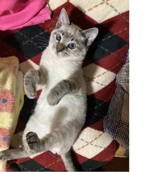 予約されました2025年3月6日掲載			■名前：成猫	24-C64■仮名：ケビン	■性別：オス	■年齢：1歳前くらい	■ノミダニ駆除　予定	■寄生虫駆除　　予定	■ワクチン接種　予定	■避妊・去勢　　予定	■血液検査　　予定	能代市で保護されています				シャムトラ柄の男の子		目はブルーです		人馴れしていて、活発は子です		24-C64.65.66.67は兄弟です		■連絡先：E・佐々木　　電話　080-3489-7436		（仕事の都合により平日は18時半～21時までにお願いします）		
