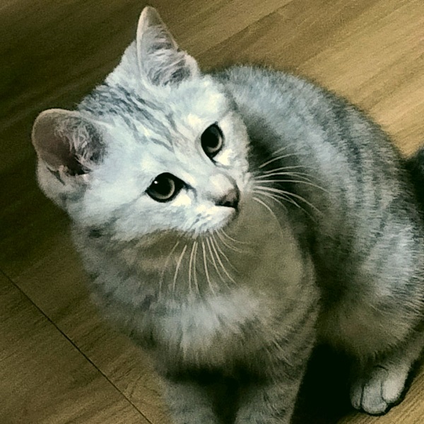 2025/03/12掲載			■名前：子猫	24-K218■仮名：マメコ	■性別：メス	■年齢：4か月半くらい	■ノミダニ駆除　済	■寄生虫駆除　　済	■ワクチン接種　済（3種混合）■血液検査	猫エイズ、猫白血病ともに陰性　　　　　（まだ幼いので、生後6か月位での再検査をおすすめします）	秋田市で保護されています				寒い冬に親子で居るのを心配して、母猫（24-C68）と一緒に保護されました		戯れて遊んだり、先住猫や母猫とも追いかけっこして遊んでいますが		人間はまだ怖いようです		人馴れ訓練中！		■連絡先：E・佐々木　　電話　080-3489-7436		（仕事の都合により平日は18時半～21時までにお願いします）