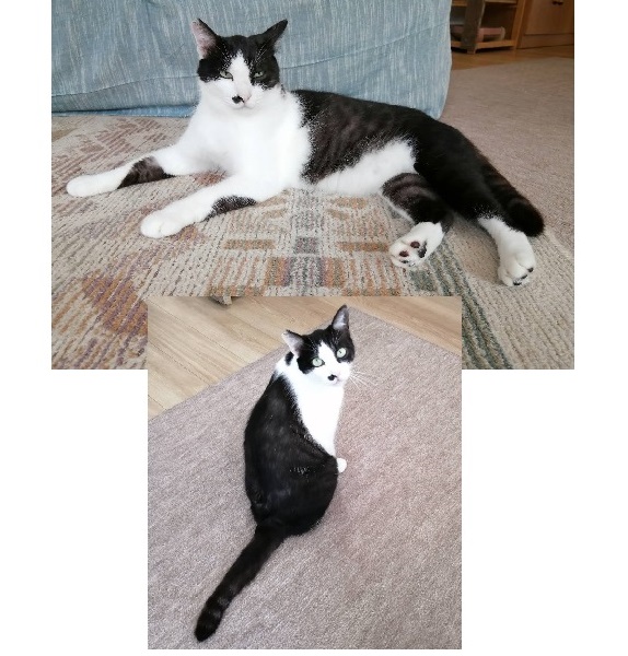 2025/4/17掲載 ■名前:成猫 25-C1 ■仮名:葉たん ■性別:オス ■年齢:3才くらい ■ノミダニ駆除 済(薬品名:ネクスガードキャットコンボ) ■寄生虫駆除 済 ■ワクチン接種 済(3種混合) ■去勢手術 済 ■血液検査 猫エイズ、猫白血病ともに陰性 能代市で保護されています ハチワレの男子です 猫は苦手なようですが、人に対しては穏やかです 状況判断力に優れていて繊細でけなげな子です ■連絡先:E・佐々木 電話 080-3489-7436 (仕事の都合により平日は18時半~21時までにお願いします)