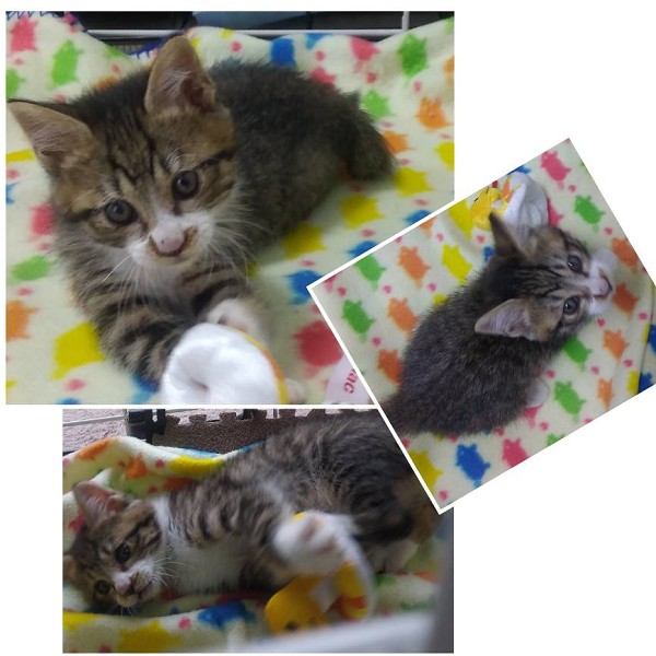 予約になりました　4/222025/4/22掲載		■名前:子猫　25-K303■性別:オス■年齢:2ヵ月くらい　(推定2025/2/17生まれ)■ノミダニ・寄生虫駆除済(マイフリーガード・ドロンタール済)■ワクチン接種済(３種１回)活発で人懐っこい男の子ほとんど鳴きませんまっすぐしっぽ■連絡先・受付時間🐈大嶋　070-3390-3998　(9：00～21：00)※留守番電話に切り替わった際はお名前・ご用件・希望の猫の番号等を残していただけると助かります。