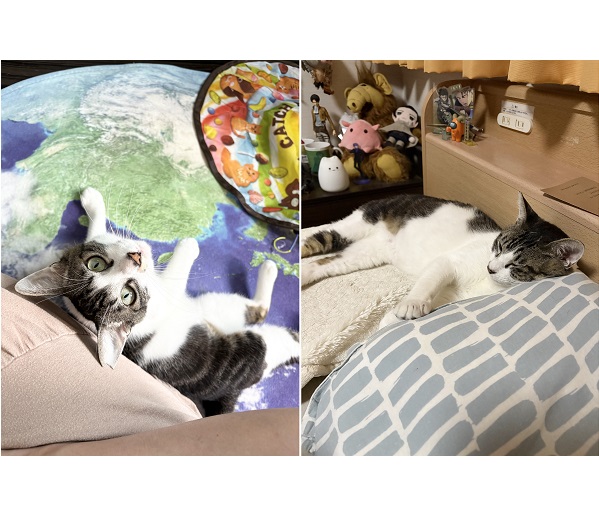 2025/6/19写真等更新2025/5/7　掲載			■名前：成猫	25-C5■仮名：ハチコ	■性別：オス	■年齢：4歳くらい	■ノミダニ駆除　　済（薬品名：ネクスガードキャットコンボ）	■寄生虫駆除　　　済	■ワクチン接種　　済（3種混合）	■避妊・去勢　　去勢手術　済	■血液検査　　済（猫エイズ、猫白血病ともに陰性）	秋田市で保護されています				怖がりな繊細さんです。		ナデナデとちゅーるが大好きです。		体は小さいですが力は強いです。				初めは怖さ故に、シャーやウー、床バンをしてましたが今はナデナデ好きの甘えん坊さんになりました。		ナデナデおもちゃとちゅーるで距離を縮めてきました。				今ではスリスリゴロゴロと甘えてきます。保護部屋と寝室を開放しているので、一緒に寝たりペッタリくっついてきたり、ベッド周りをいたずらしたり、とても自由に振る舞ってくれるようになりました。初めはやはり警戒する事が予想されます。ゆっくりと距離が縮まり、行動範囲が広がるよう見守って頂けたらと思います。							■連絡先：E・佐々木　　電話　080-3489-7436		（仕事の都合により平日は18時半～21時までにお願いします）