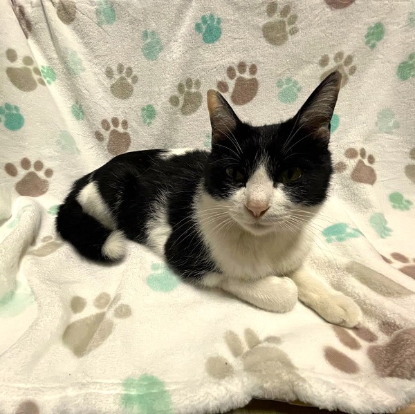 2025/5/8掲載			■名前：成猫	25-C9■仮名：さくら	■性別：メス	■年齢：1才半くらい	■ノミダニ駆除　　　済	■寄生虫駆除　　　済	■ワクチン接種　　済	■避妊・去勢	避妊手術　済	■血液検査　　済（猫エイズ、猫白血病ともに陰性）	能代市で保護されています				ハチワレの女子		まだ若い子ですが、3匹の子猫の育児を頑張っています！		25-Ｋ３．４．５の母猫です				■連絡先：E・佐々木　　電話　080-3489-7436		（仕事の都合により平日は18時半～21時までにお願いします）		