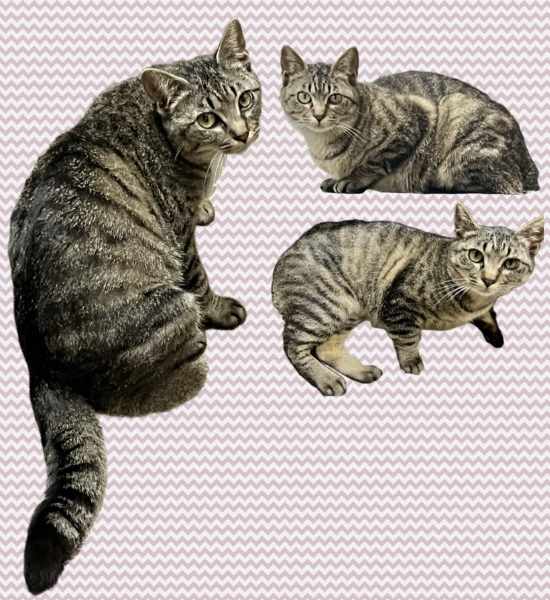 2025/5/14掲載			■名前：成猫	25-C10■性別：メス	■年齢：1才くらい	■ノミダニ駆除　済	■寄生虫駆除　　済	■ワクチン接種　済（3種混合）	■避妊・去勢　　避妊手術　済	■血液検査　　　予定	男鹿市で保護されています		外で暮らしていた子猫の頃に風邪で目が開かなかったので、その後遺症か、左右の目の大きさが違います。		まるっこいフォルム。		人懐っこい子です！尻尾が「く」の字に曲がっています幸せを引っ掛けるカギ尻尾				先に保護されている24-Ｋ128(オードリー）C63（アーノルド）と兄妹です		■連絡先：E・佐々木　　電話　080-3489-7436		（仕事の都合により平日は18時半～21時までにお願いします）