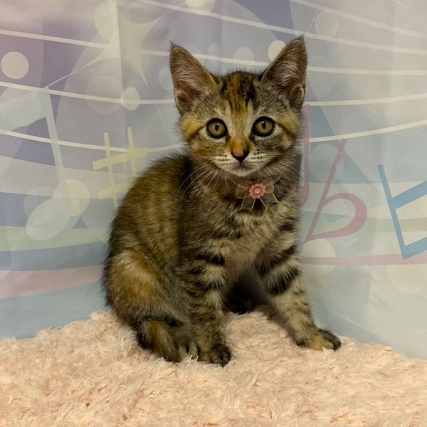 予約されました　6/122025/6/9写真等更新2025/6/4更新2025/5/30掲載			■名前：子猫	25-K25■仮名：こはく	■性別：メス	■年齢：1か月半くらい	■ノミダニ駆除　　済	■寄生虫駆除　　　済	■ワクチン接種　　済■血液検査　　母猫が猫エイズ・猫白血病ともに陰性（まだ幼いので、生後6か月 位での再検査をお願いします）		能代市で保護されています				遊ぶことが大好きな元気な女の子です。撫でるとゴロゴロ喉を鳴らしてくれます。しっぽの先の方がカギしっぽです。毎日兄弟と元気に遊んでいます。母猫の母乳で兄弟仲良く成長しました		元気なそっくり兄弟です		25-K25.26.27.28.29.30.31は兄弟です		■連絡先：E・佐々木　　電話　080-3489-7436		（仕事の都合により平日は18時半～21時までにお願いします）
