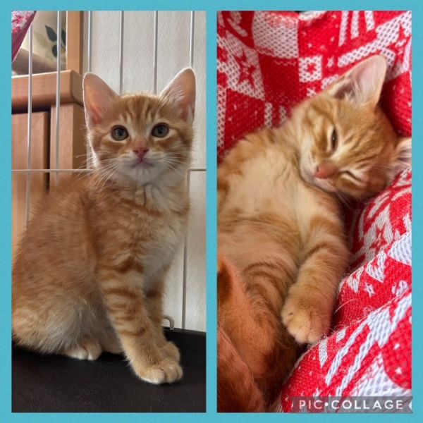 貰われました　8/3予約されました　7/202025/7/3更新2025/6/8掲載					■名前：子猫	25-K32	■仮名：あお		■性別：オス		■年齢：３か月位		■ノミダニ駆除　　済（薬品名：ネクスガードキャットコンボ）		■寄生虫駆除　　　済		■ワクチン接種　　済（3種混合）2回目■血液検査	猫エイズ、猫白血病ともに陰性	（まだ幼いので、生後6か月くらいでの再検査をおすすめします）			南秋田郡で保護されています			両目が塞がった状態で田んぼの中を歩いている所を保護されました。治療して目もすっかり綺麗になり、すくすくと成長しています。他の猫にも物怖じせず、遊ぶのが大好きなです元気いっぱいでいろんなことに興味津々です！■連絡先：E・佐々木　　電話　080-3489-7436			（仕事の都合により平日は18時半～21時までにお願いします）			