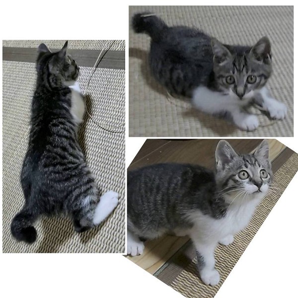 予約になりました 8/152025/6/23掲載 ■名前:子猫 25-K51 (仮名:ぱく)■性別:オス■年齢:2ヵ月くらい■ノミダニ・寄生虫駆除済■ワクチン接種済(3種1回)わんぱくだけど寂しがりやの甘えん坊人が大好きで顔を見ると喜んで駆け寄ってきます短いかぎしっぽ■連絡先月~金曜日 18:30~21:00土~日曜・祝日 9:00~21:00※通話中の着信履歴が表示されません ショートメールの通知が鳴らないことが多いため 電話がつながらない時はしばらくしてからおかけ直しをお願いいたします嵯峨 080-3489-9874