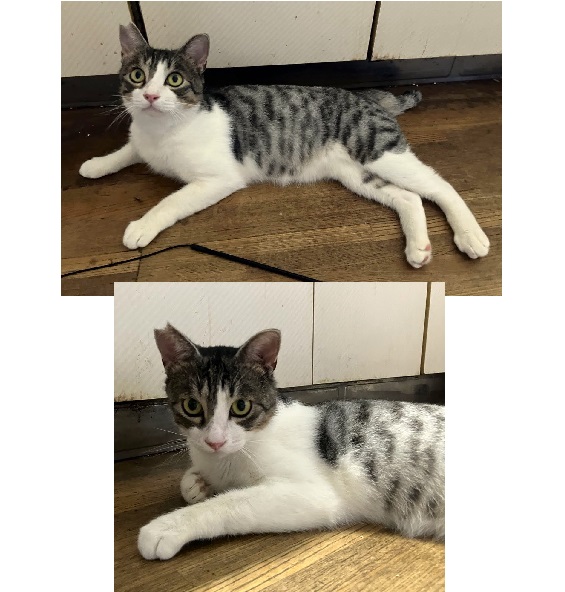 2025/6/27	掲載			■名前：成猫	25-C20■仮名：すずお	■性別：オス	■年齢：2～3歳くらい	■ノミダニ駆除　　済	■寄生虫駆除　　　済	■ワクチン接種　　済	■去勢手術　済	■血液検査　済（猫エイズ、猫白血病ともに陰性）	能代市で保護されています				人馴れしていて、とても穏やかでいい子です				耳は去勢手術済みの印、さくら耳カットされています						■連絡先：E・佐々木　　電話　080-3489-7436		（仕事の都合により平日は18時半～21時までにお願いします）