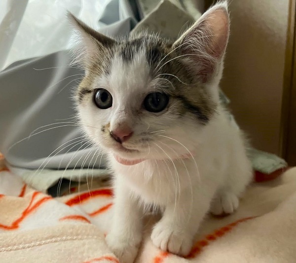 2025/6/28　更新2025/06/27　動画掲載2025/06/27　掲載			■名前：子猫	25-K58■仮名：ことは	■性別：メス	■年齢：1か月半くらい	(5/5生れ）■ノミ･ダニ駆除　　済（薬品名：フロントラインスプレー）	■寄生虫駆除　　　済	■ワクチン接種　　済（3種混合　1回目）		能代市で保護されています				母猫の母乳で兄弟元気に育ちました		5匹兄弟の中で紅一点！と思ったら、25-Ｋ55ほたるも女の子でした		25-k54.55.56.57.58は兄弟です		ドライフードがしっかり食べられるようになってからのお届けです		■連絡先：E・佐々木　　電話　080-3489-7436		（仕事の都合により平日は18時半～21時までにお願いします）		