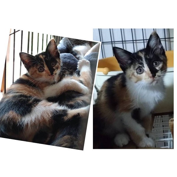 2025/7/15更新		■名前:子猫　25-K334■性別:メス■年齢:2ヵ月くらい　(推定2025/5/1生まれ)■ノミダニ・寄生虫駆除済(フロントラインスプレー・ドロンタール・ネクスガードキャットコンボ済)■ワクチン接種済(３種１回)■血液検査済(猫エイズ・猫白血病共に陰性)(幼いので後日再検査をおすすめいたします)兄妹みんな抱っこできます■連絡先・受付時間　(両名受付可能・メールでの譲渡受付はしておりません)🐈大嶋　070-3390-3998　9：00～21：00　※留守番電話に切り替わった際はお名前・ご用件・希望の猫の番号等を残していただけると助かります🐈嵯峨　080-3489-9874　月～金曜日　18：30～21：00　土～日曜・祝日　9：00～21：00　※通話中の着信履歴が表示されません　　ショートメールの通知が鳴らないことが多いため　　電話がつながらない時はしばらくしてからおかけ直しをお願いいたします